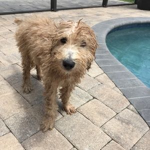 Meet your Posher, Alex